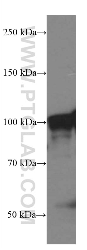 WB analysis of RAW 264.7 using 66570-1-Ig