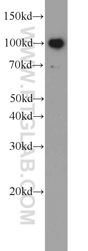 Western Blot (WB) analysis of RAW 264.7 cells using TLR6 Polyclonal antibody (22240-1-AP)