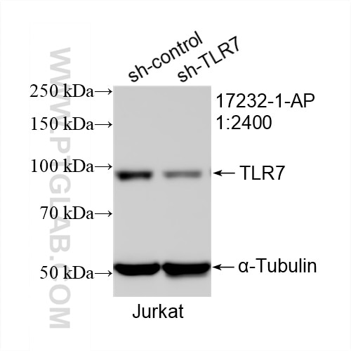 Western Blot (WB) analysis of Jurkat cells using TLR7 Polyclonal antibody (17232-1-AP)