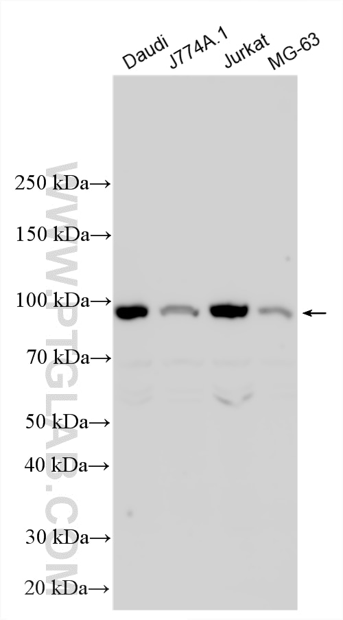 WB analysis using 17232-1-AP Western Blot (WB) analysis of various lysates using TLR7 Polyclonal antibody (17232-1-AP)