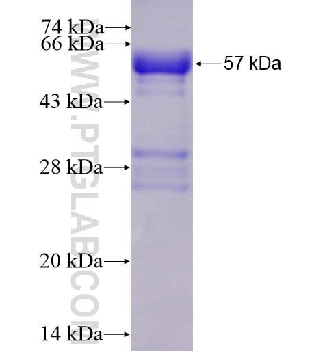 TLR7 fusion protein Ag11073 SDS-PAGE