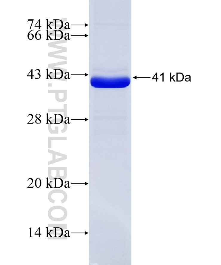 TLR7 fusion protein Ag11120 SDS-PAGE