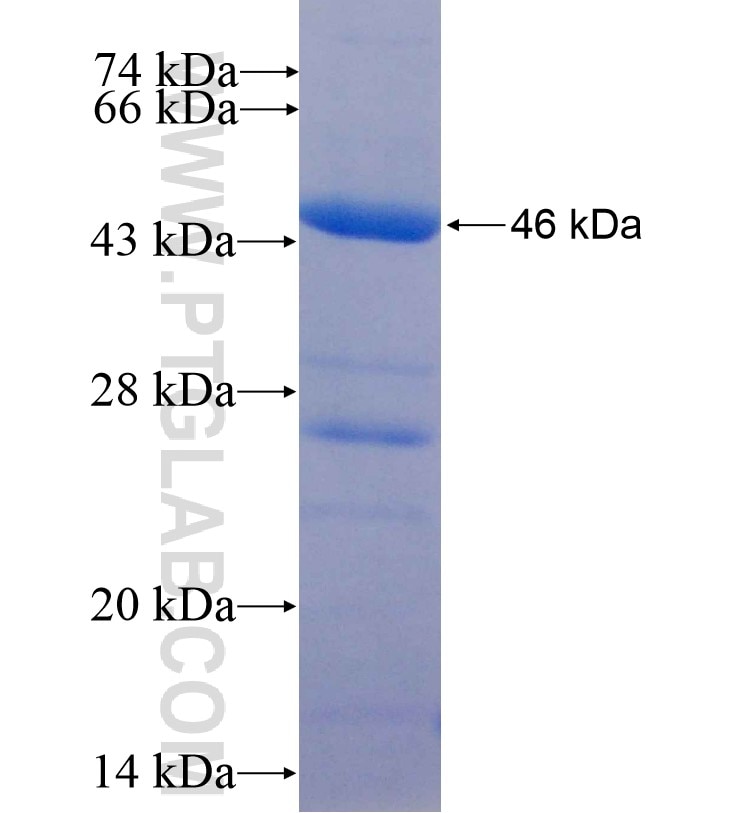 TLR8 fusion protein Ag16566 SDS-PAGE
