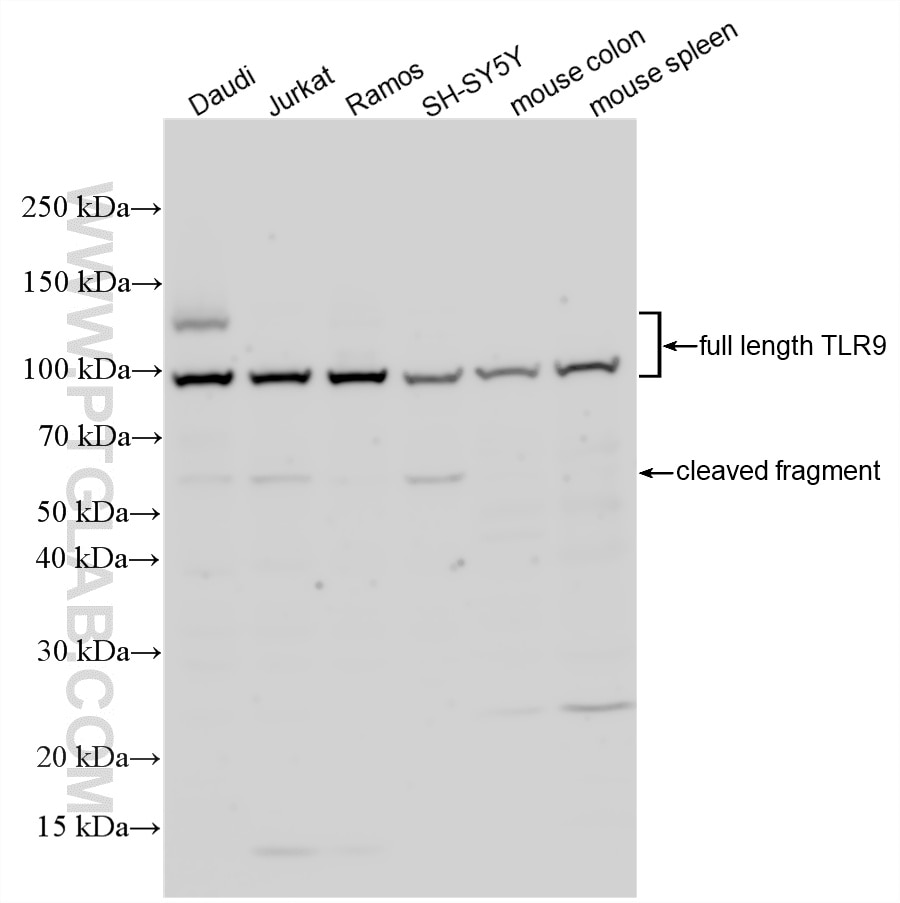 WB analysis using 27769-1-AP Western Blot (WB) analysis of various lysates using TLR9 Polyclonal antibody (27769-1-AP)