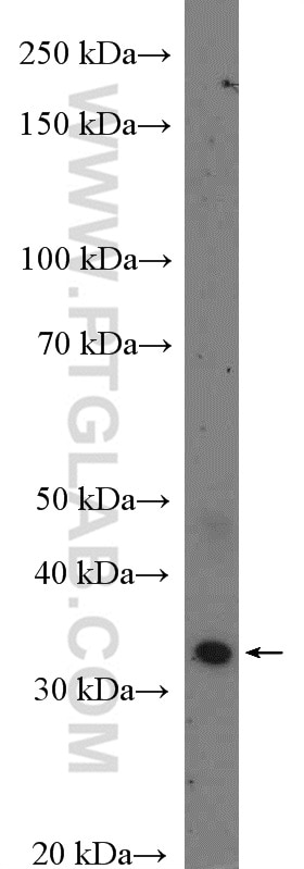 Western Blot (WB) analysis of NIH/3T3 cells using TLX1 Polyclonal antibody (26877-1-AP)