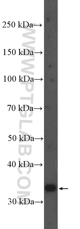 Western Blot (WB) analysis of NIH/3T3 cells using TLX1 Polyclonal antibody (26877-1-AP)