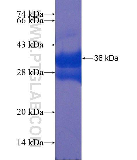 TLX1 fusion protein Ag21899 SDS-PAGE