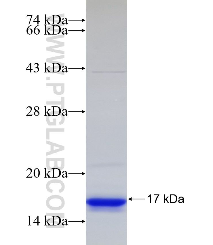 TLX3 fusion protein Ag33052 SDS-PAGE TLX3 fusion protein Ag33052 SDS-PAGE