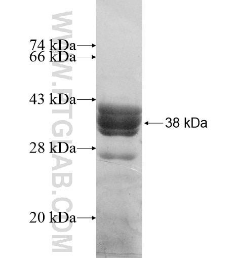 TLX3 fusion protein Ag10612 SDS-PAGE