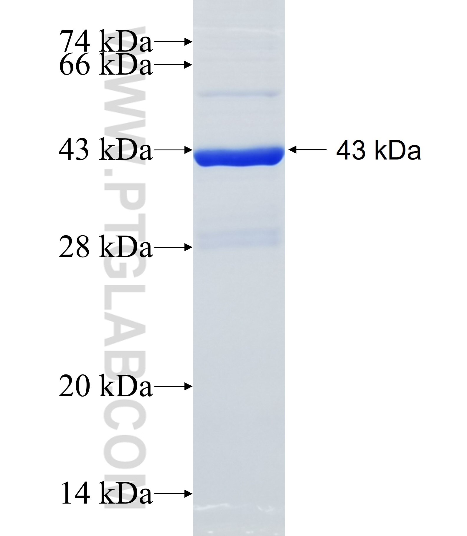 TM2D3 fusion protein Ag24924 SDS-PAGE