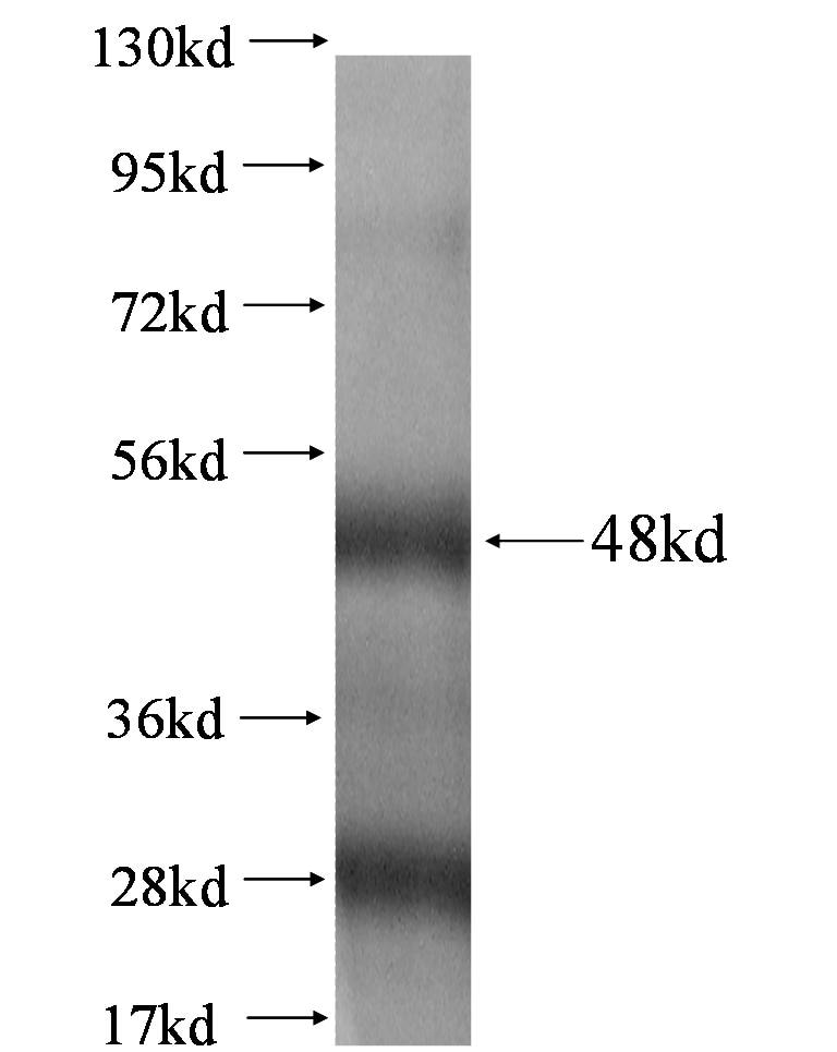 TM4SF1 fusion protein Ag1517 SDS-PAGE