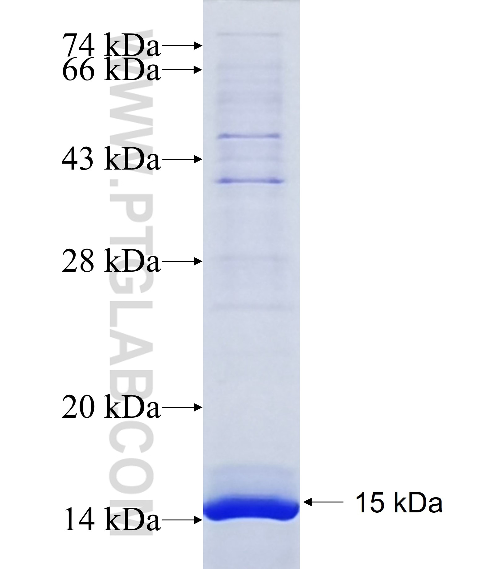 TM4SF4 fusion protein Ag24459 SDS-PAGE