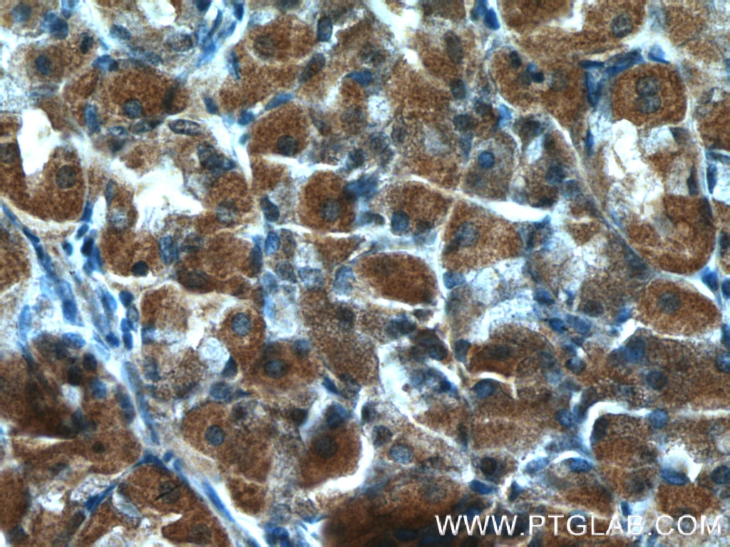 Immunohistochemistry (IHC) staining of human stomach tissue using TM4SF5 Polyclonal antibody (18239-1-AP)