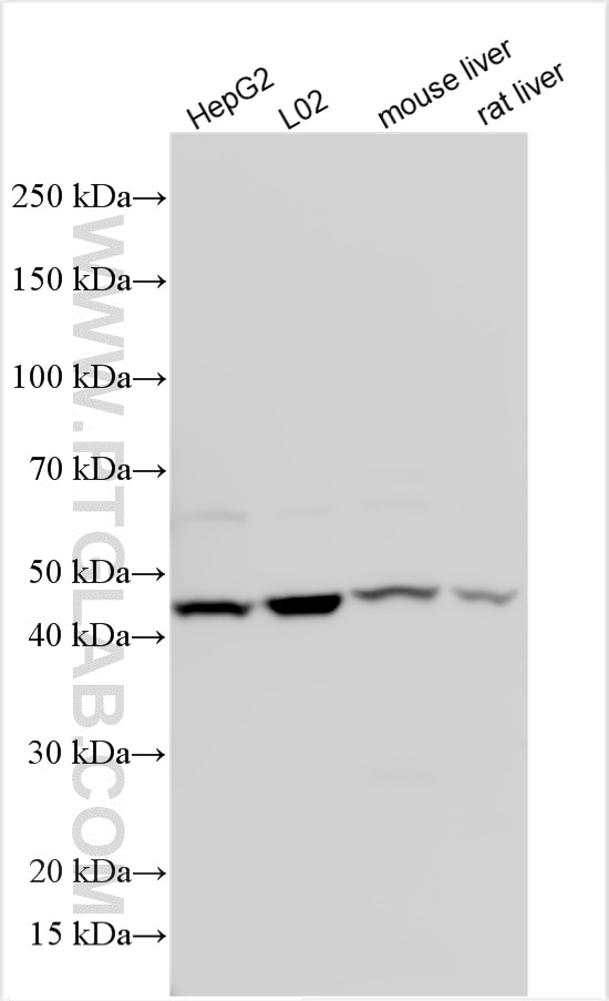 Western Blot (WB) analysis of various lysates using TM6SF2 Polyclonal antibody (27671-1-AP)