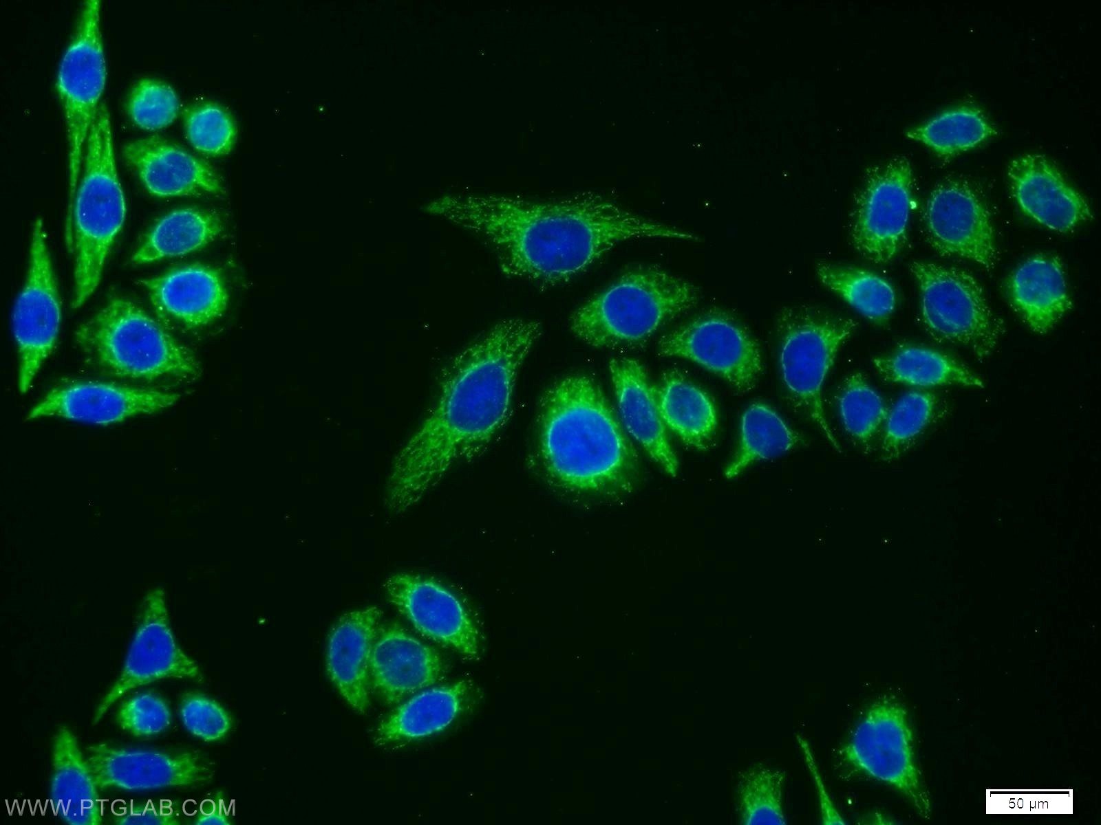 Immunofluorescence (IF) / fluorescent staining of PC-3 cells using TM7SF2 Polyclonal antibody (12033-1-AP)