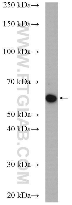 Western Blot (WB) analysis of BxPC-3 cells using TM7SF2 Polyclonal antibody (12033-1-AP)