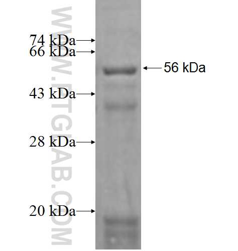 TM7SF2 fusion protein Ag2637 SDS-PAGE