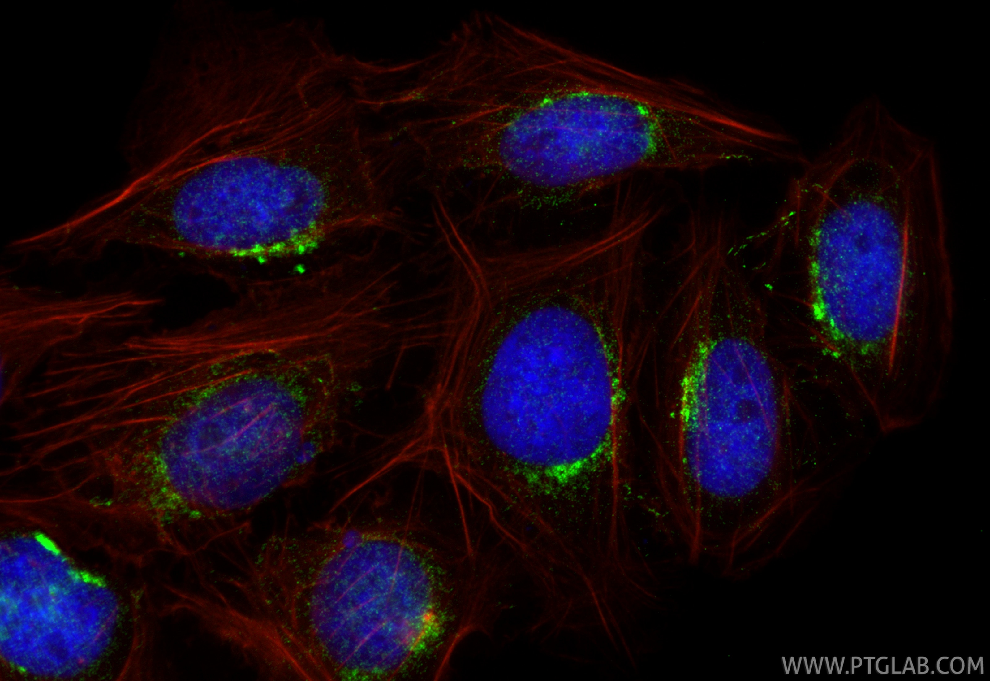 Immunofluorescence (IF) / fluorescent staining of U2OS cells using TM9SF1 Polyclonal antibody (16893-1-AP)
