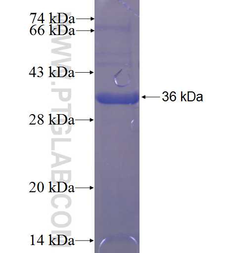 TM9SF2 fusion protein Ag23275 SDS-PAGE