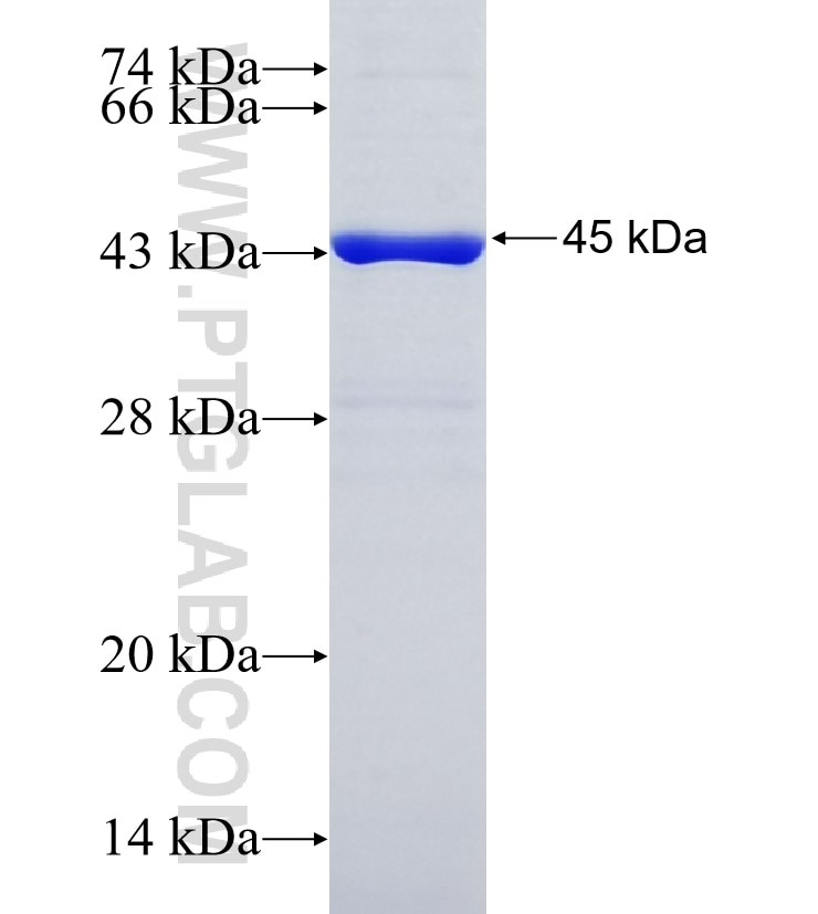 TM9SF3 fusion protein Ag10550 SDS-PAGE