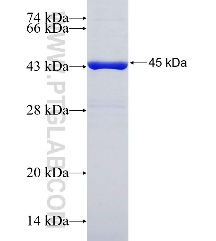 TM9SF3 fusion protein Ag10550 SDS-PAGE