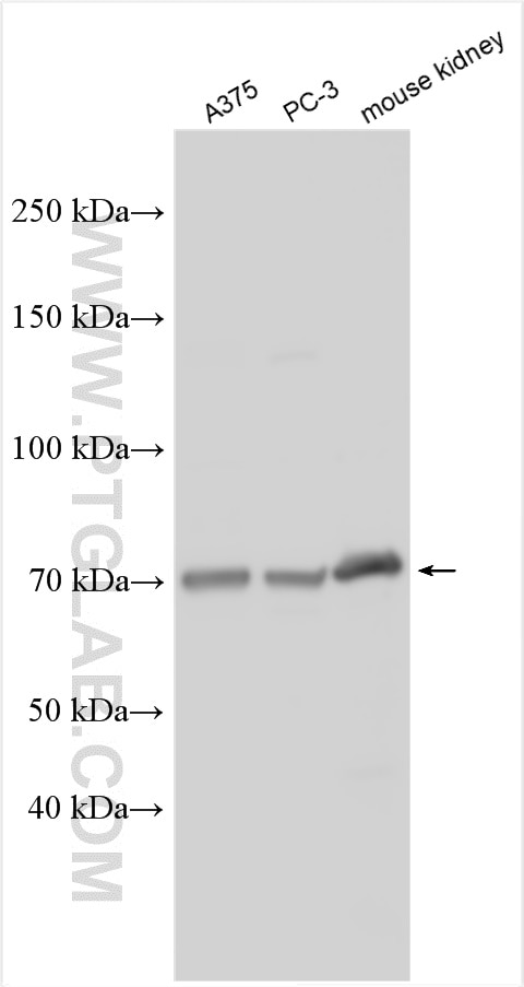 Western Blot (WB) analysis of various lysates using TM9SF4 Polyclonal antibody (29520-1-AP)