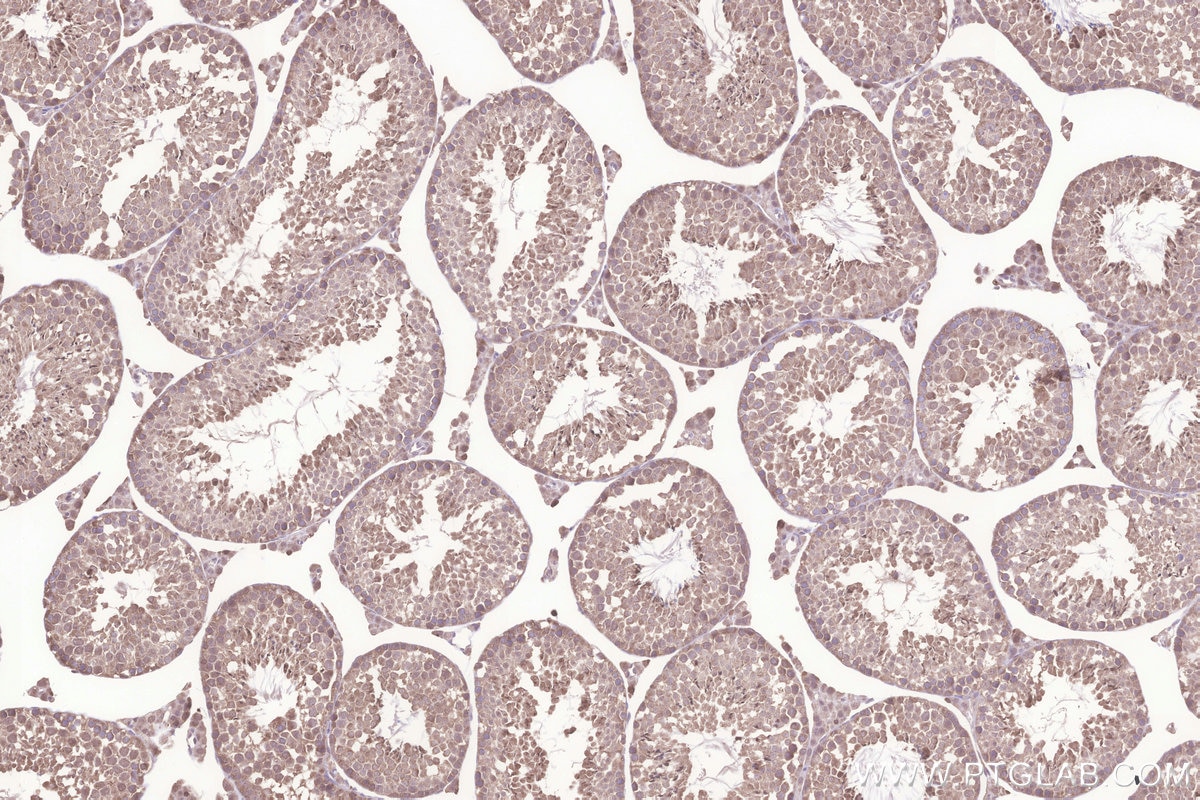 IHC staining of mouse testis using 26782-1-AP Immunohistochemistry (IHC) staining of mouse testis tissue using TMBIM6 Polyclonal antibody (26782-1-AP)