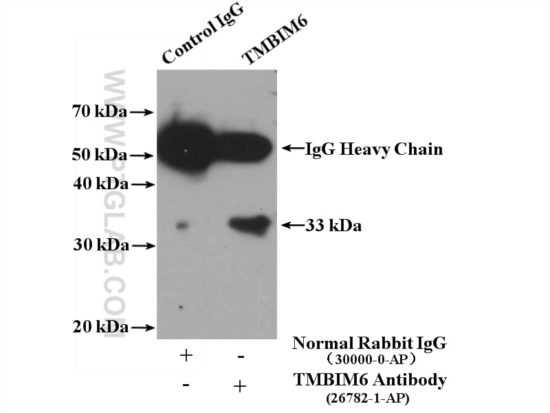 Immunoprecipitation (IP) experiment of mouse testis tissue using TMBIM6 Polyclonal antibody (26782-1-AP)