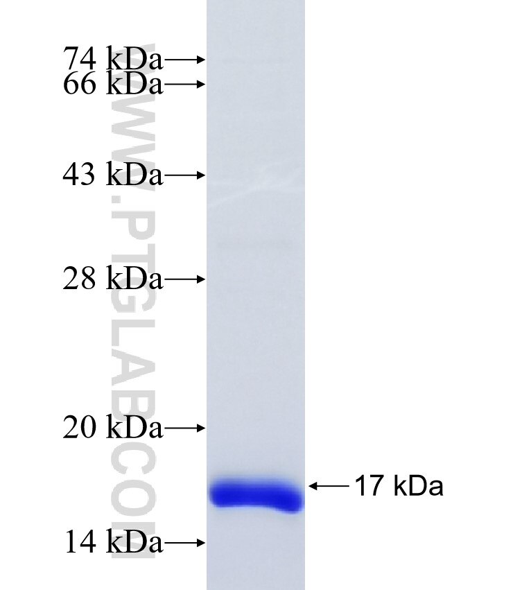 TMBIM6 fusion protein Ag24780 SDS-PAGE