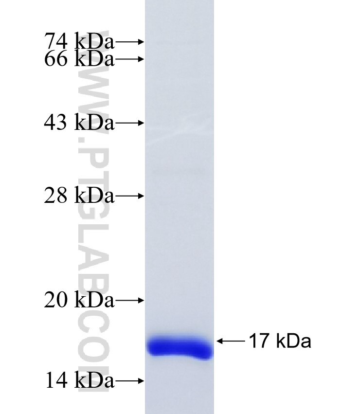 TMBIM6 fusion protein Ag24780 SDS-PAGE