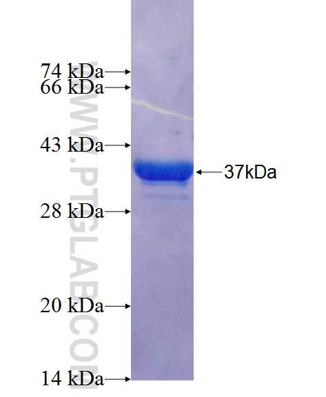 TMC2 fusion protein Ag26366 SDS-PAGE