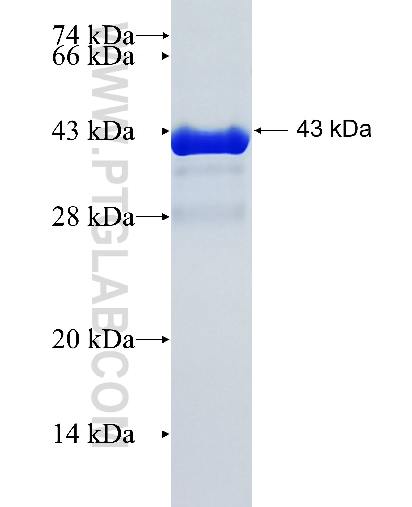 TMC4 fusion protein Ag28097 SDS-PAGE