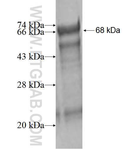 TMC6 fusion protein Ag2129 SDS-PAGE