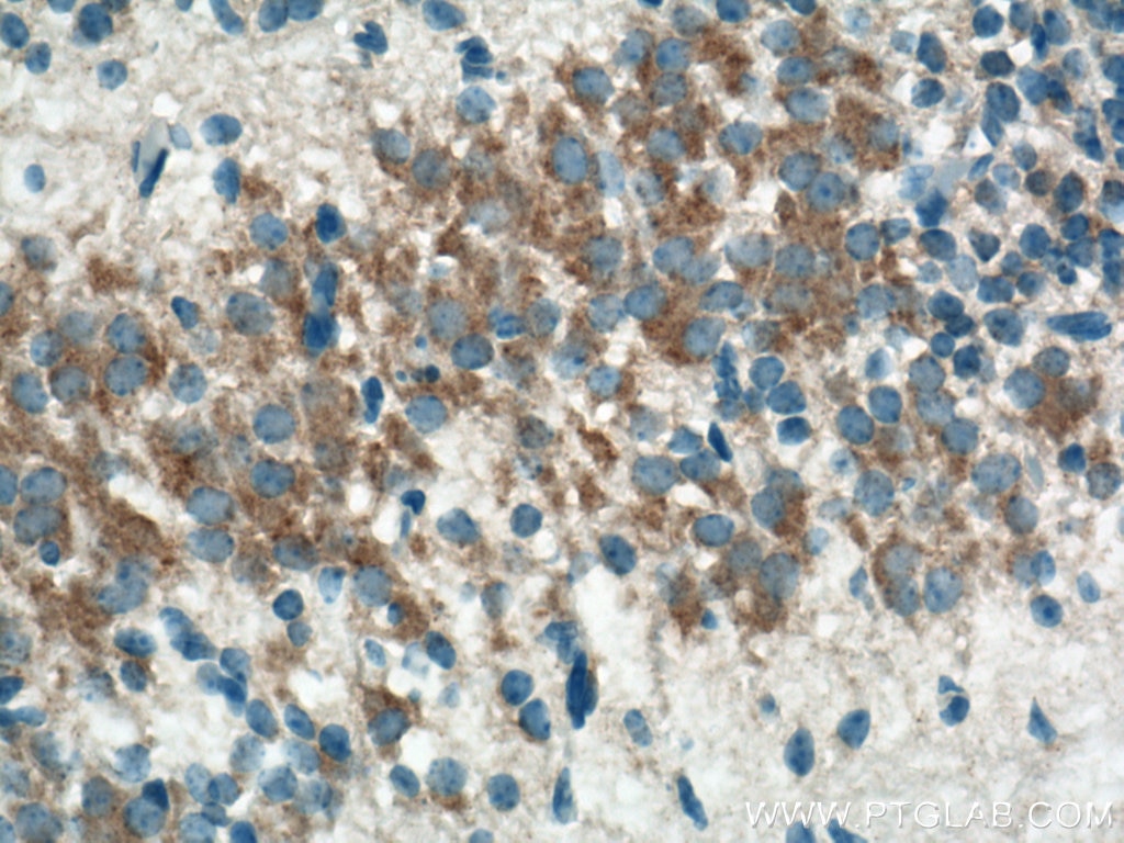 Immunohistochemistry (IHC) staining of mouse embryo tissue using TMCC1 Polyclonal antibody (21099-1-AP)
