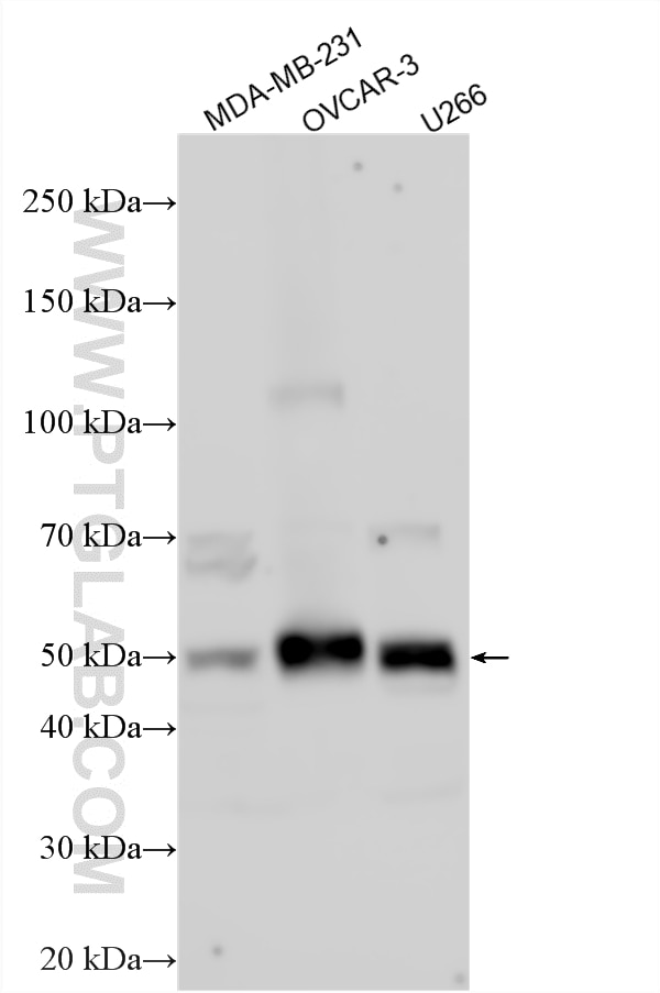 Western Blot (WB) analysis of various lysates using TMCC3 Polyclonal antibody (32730-1-AP)