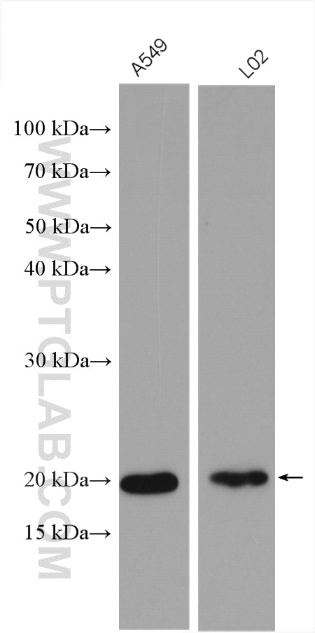 Western Blot (WB) analysis of various lysates using TMCO1 Polyclonal antibody (27757-1-AP)