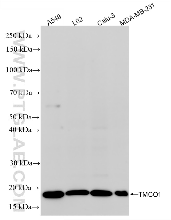 Western Blot (WB) analysis of various lysates using TMCO1 Recombinant monoclonal antibody (86440-1-RR)