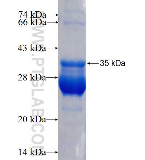 TMCO1 fusion protein Ag26278 SDS-PAGE