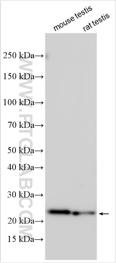 WB analysis using 33338-1-AP (same clone as 33338-1-PBS) Western Blot (WB) analysis of various lysates using TMCO2 Polyclonal antibody (33338-1-AP)