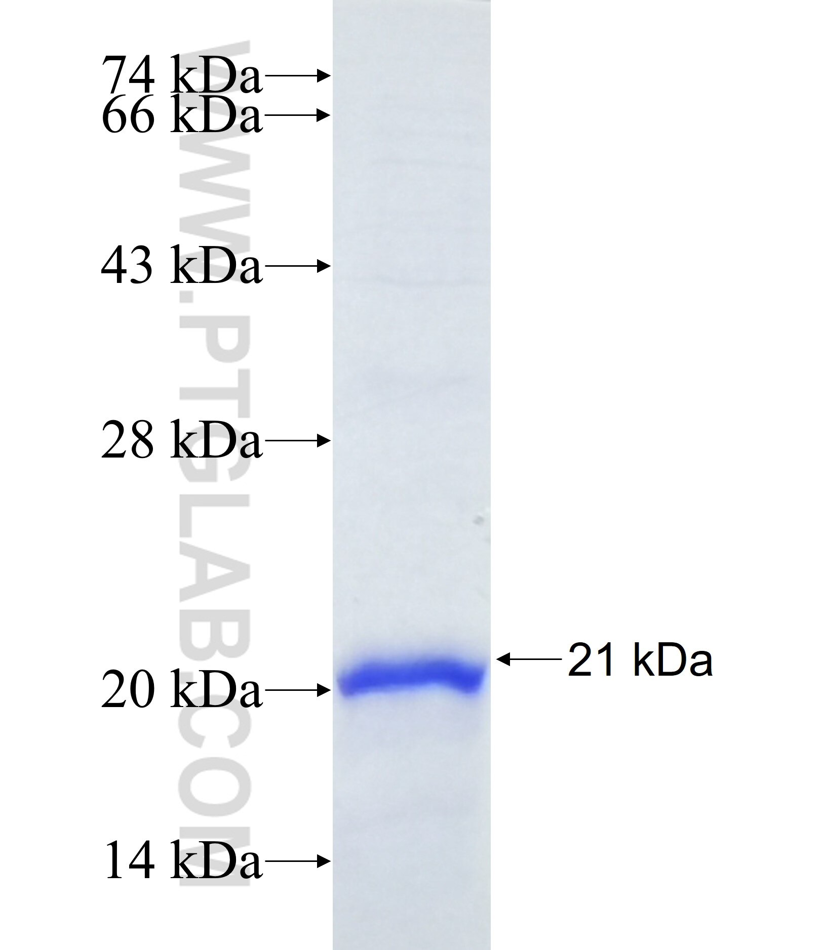 TMCO2 fusion protein Ag37164 SDS-PAGE TMCO2 fusion protein Ag37164 SDS-PAGE