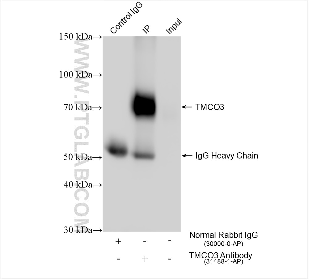 IP experiment of HuH-7 using 31488-1-AP Immunoprecipitation (IP) experiment of HuH-7 cells using TMCO3 Polyclonal antibody (31488-1-AP)