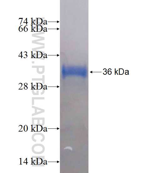 TMCO6 fusion protein Ag13992 SDS-PAGE