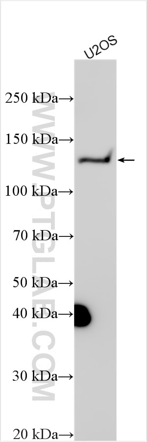 WB analysis using 32692-1-AP Western Blot (WB) analysis of various lysates using TMCO7 Polyclonal antibody (32692-1-AP)