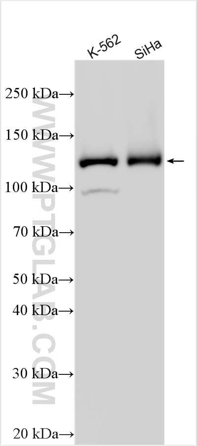 WB analysis using 32692-1-AP Western Blot (WB) analysis of various lysates using TMCO7 Polyclonal antibody (32692-1-AP)
