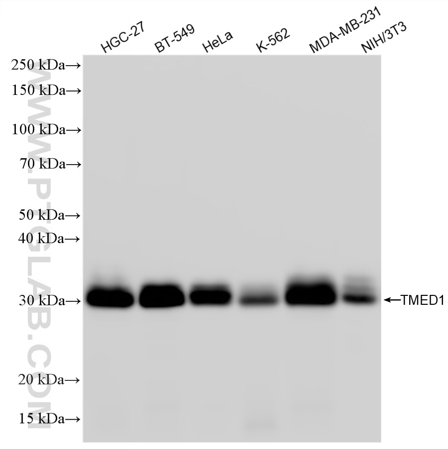 WB analysis using 87837-1-RR (same clone as 87837-1-PBS) Western Blot (WB) analysis of various lysates using TMED1 Recombinant monoclonal antibody (87837-1-RR)
