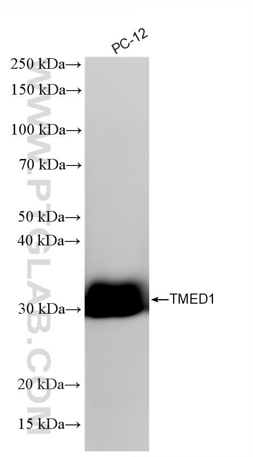 WB analysis of PC-12 using 87837-1-RR (same clone as 87837-1-PBS) Western Blot (WB) analysis of PC-12 cells using TMED1 Recombinant monoclonal antibody (87837-1-RR)