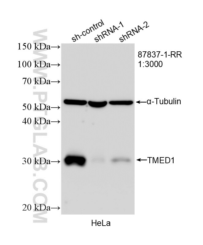 WB analysis of HeLa using 87837-1-RR Western Blot (WB) analysis of HeLa cells using TMED1 Recombinant monoclonal antibody (87837-1-RR)