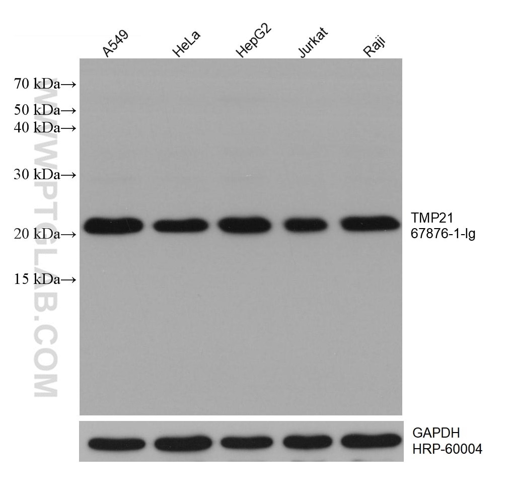 Western Blot (WB) analysis of various lysates using TMED10 Monoclonal antibody (67876-1-Ig)