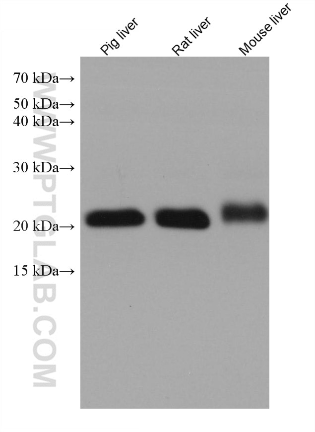 Western Blot (WB) analysis of various lysates using TMED10 Monoclonal antibody (67876-1-Ig)