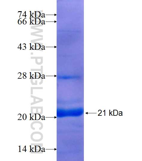TMED10 fusion protein Ag7516 SDS-PAGE